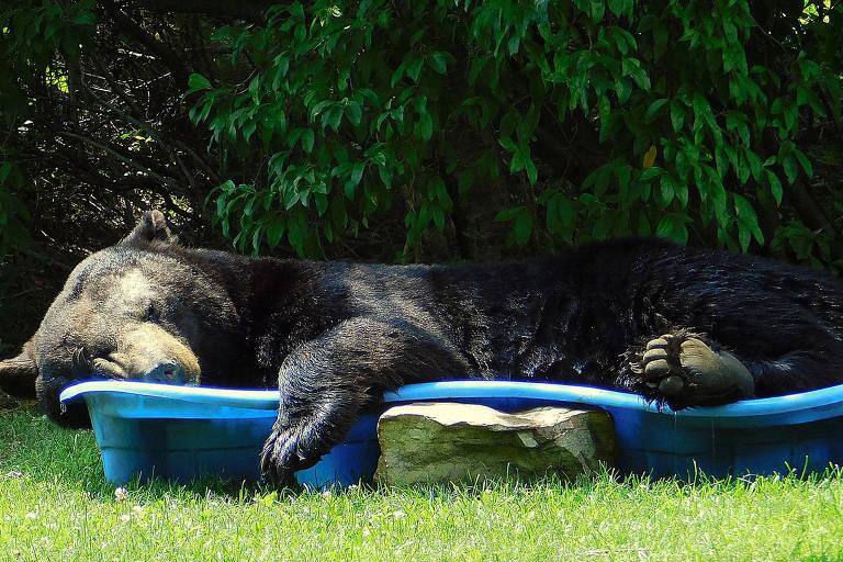 Urso dorme em piscina infantil