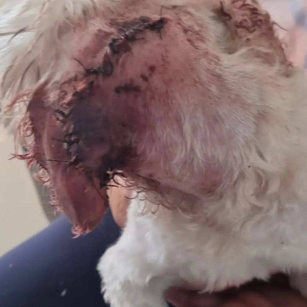 Belinha precisou levar pontos na cabeça devido aos ferimentos