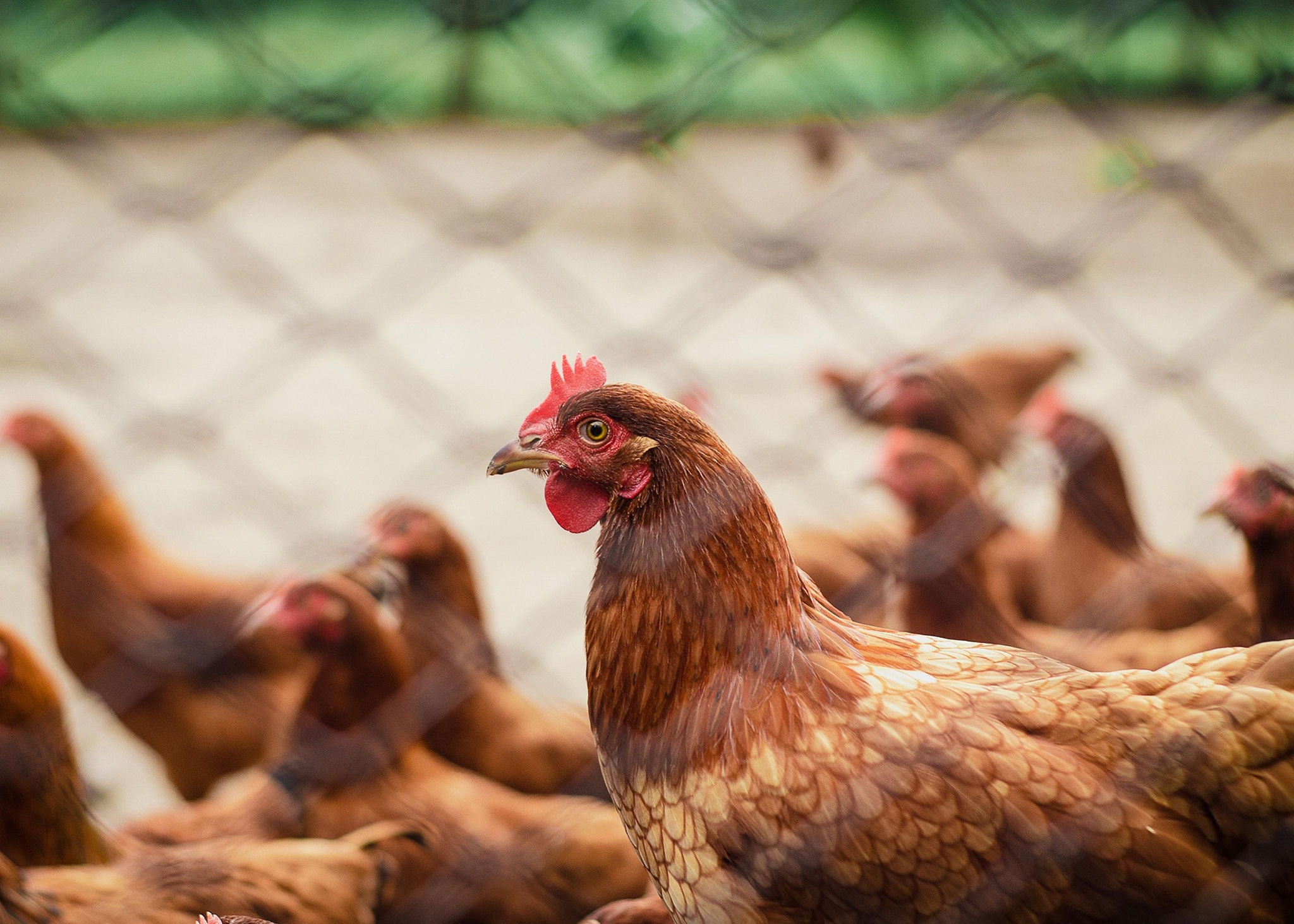 Brasil registrou apenas um foco de gripe aviária em granja comercial 