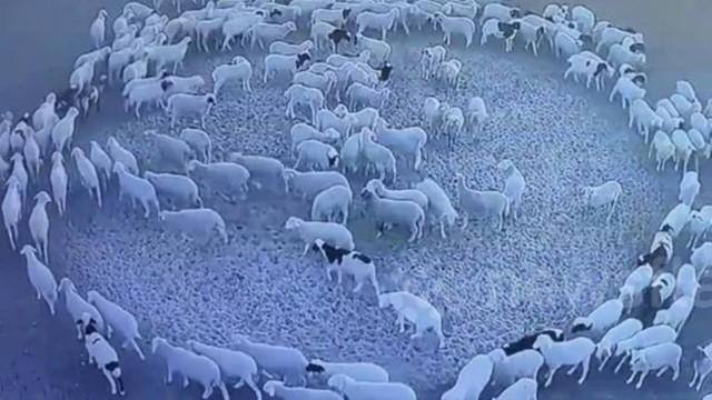 Vídeo registra ovelhas com comportamento anormal na Mongólia