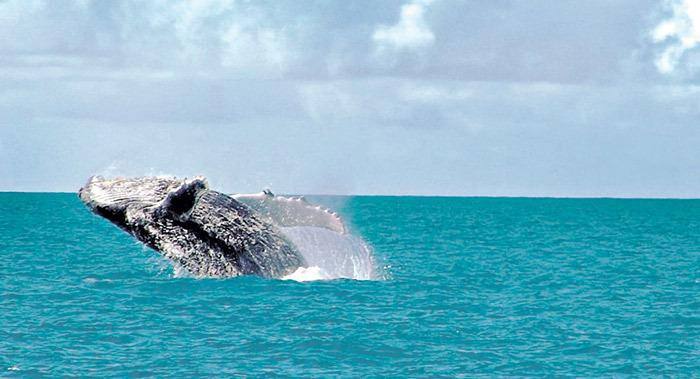 Os países defensores dos cetáceos, liderados pela Austrália, União Europeia e Estados Unidos, derrubaram a proposta japonesa intitulada "O caminho a seguir" por 41 votos a 27