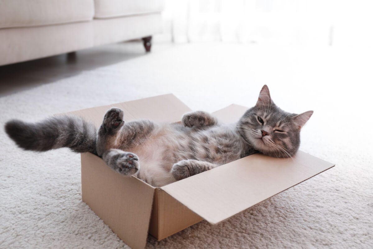 Os gatos têm algumas manias curiosas