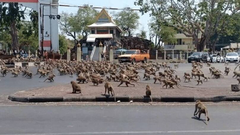 macacos em Lopburi na Tailândia