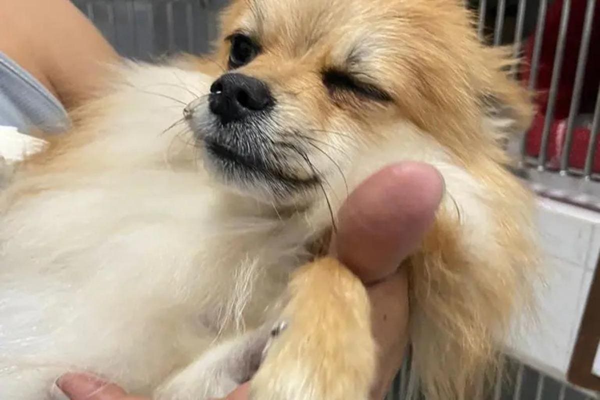 Cães tiveram quadro de insuficiência renal e precisaram de tratamento veterinário