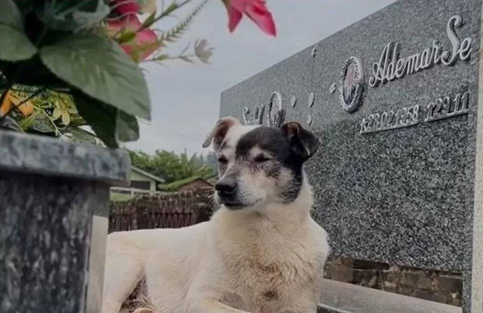 cachorro Branquinho
