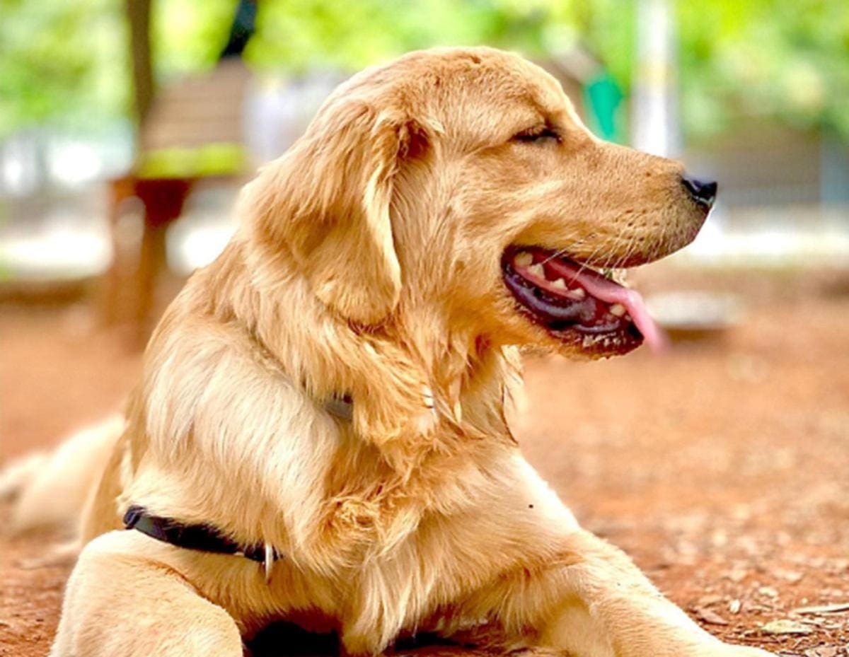 O cão Joca, da raça golden retriever, morreu durante um transporte aéreo realizado pela companhia Gol
