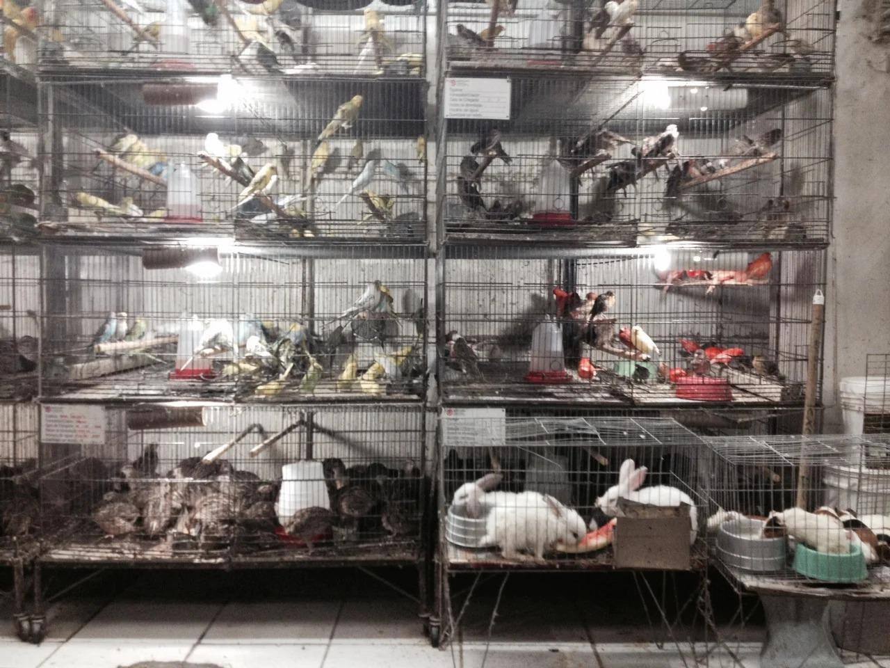 Lojista é detido suspeito de maltratar cães e gatos no Mercado Central, em BH