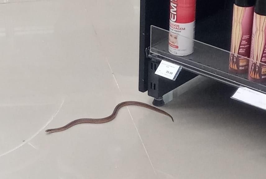 Cobra foi encontrada perto da sessão de maquiagem no chão
