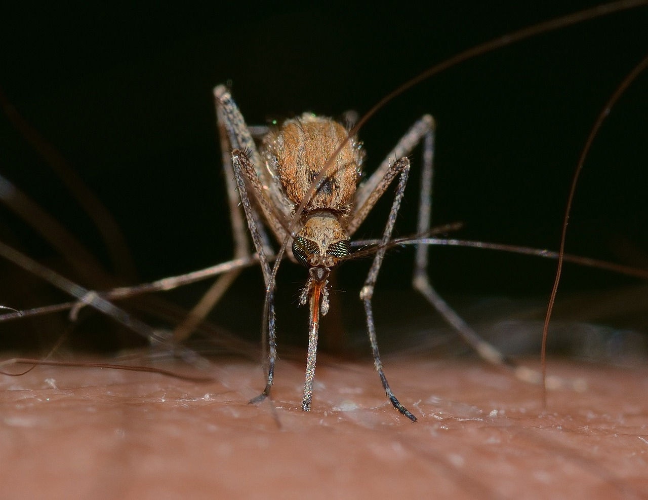 Febre oropouche é transmitida por mosquito conhecido como maruim