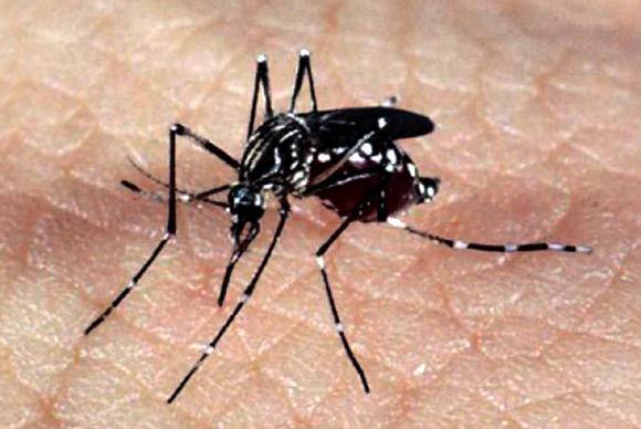 Chikungunya é uma das doenças transmitidas pelo Aedes aegypti