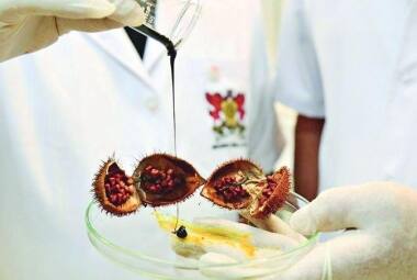 urucum
