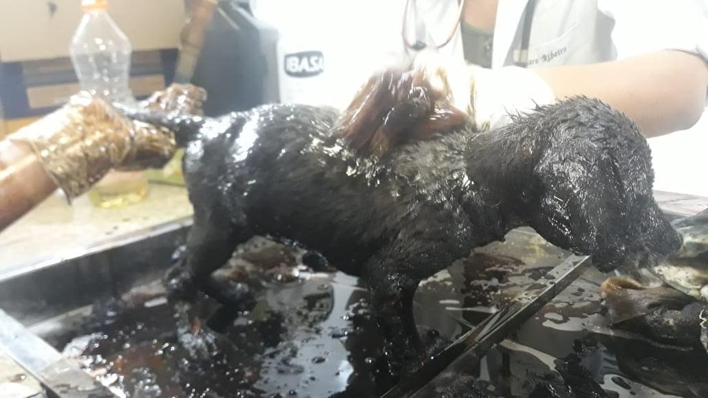 Animais foram encontrados cobertos de piche e com marcas de queimadura pelo corpo - Foto: Divulgação Gabinete do Deputado Noraldino Junior