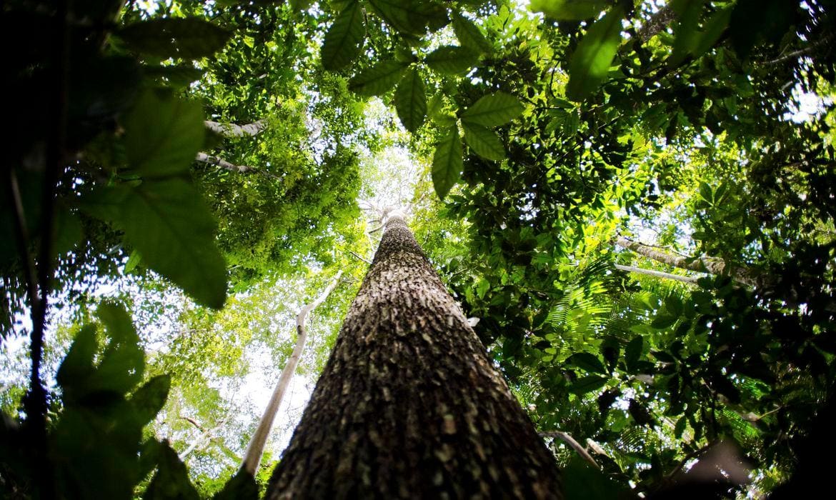 Imagem ilustrativa para a tecnologia do crédito de carbono