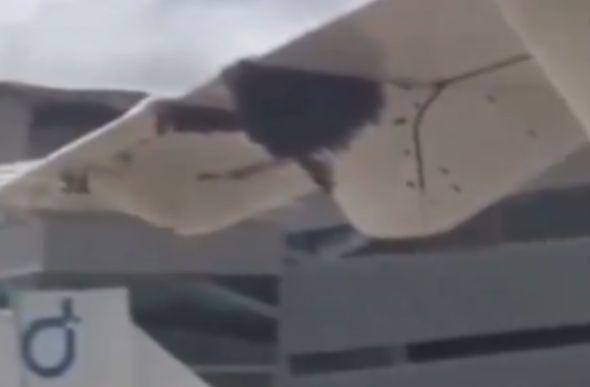 Asa de avião ficou tomada por 'nuvem de abelhas'