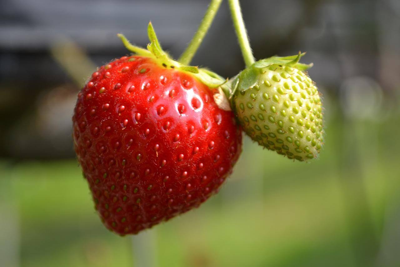Morango