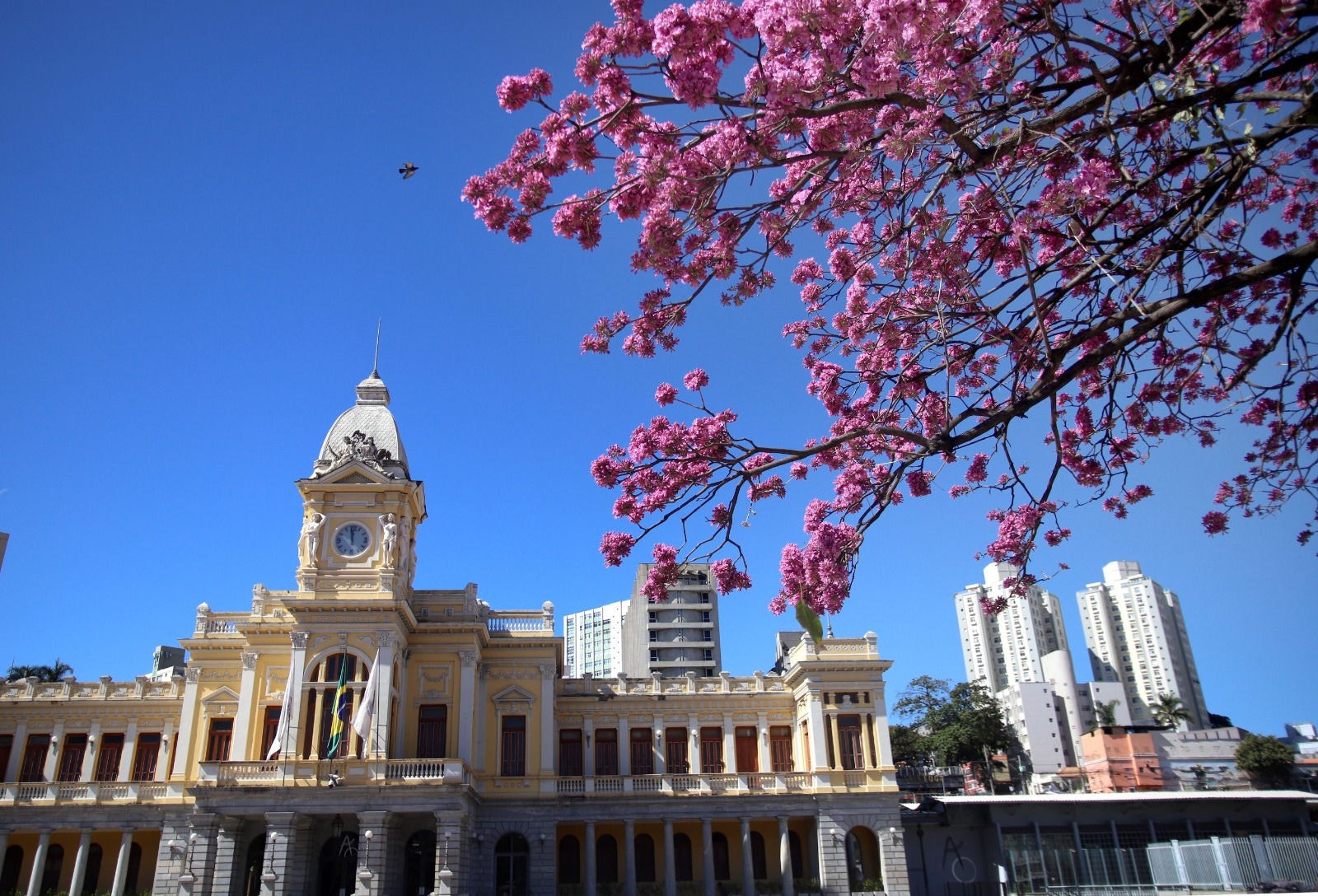 Em Belo Horizonte, há mais de 5 mil ipês rosa
