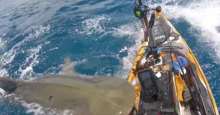 ataque de tubarão Havaí