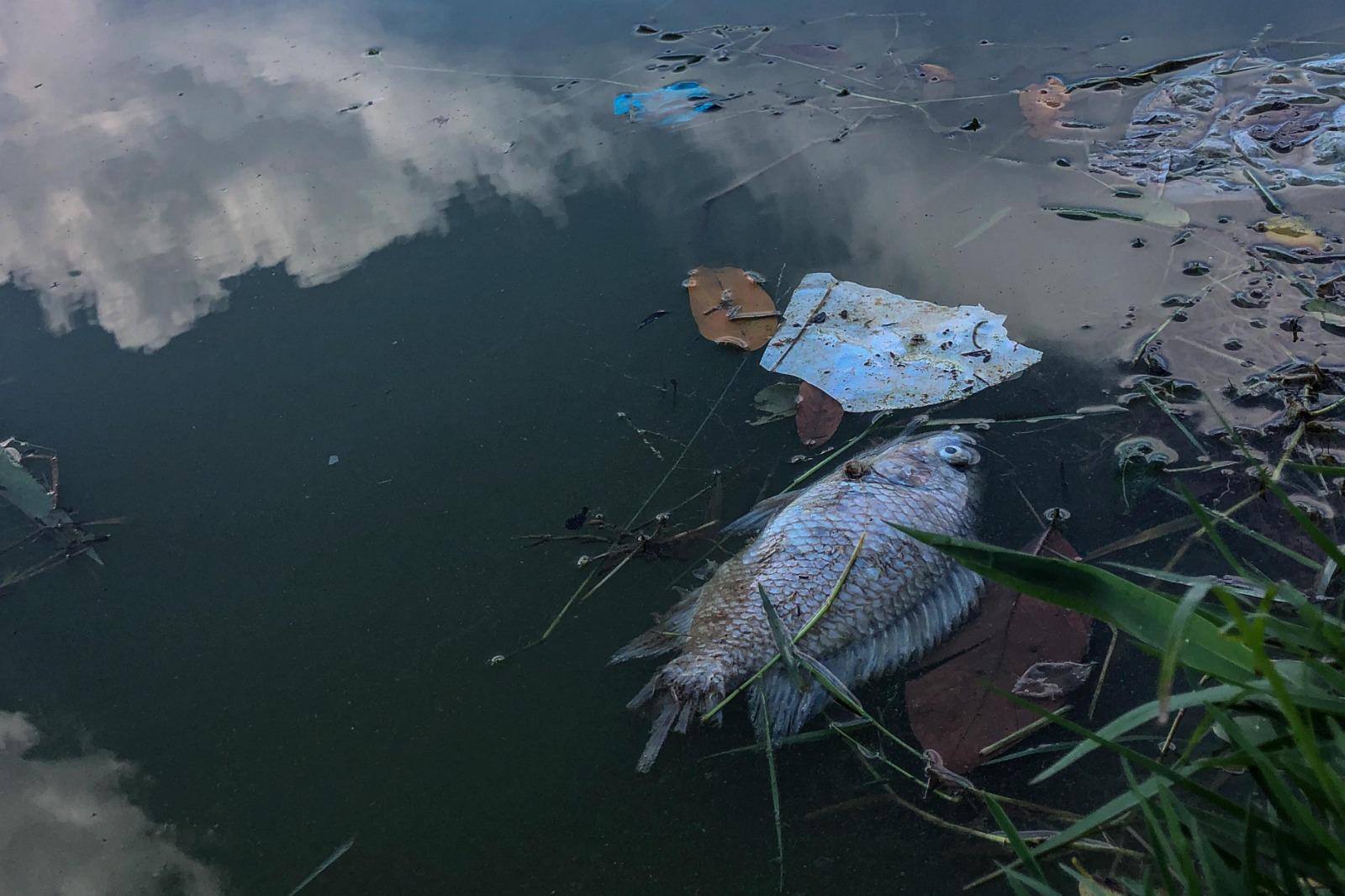 Imagem mostra peixe morto na lagoa da Pampulha