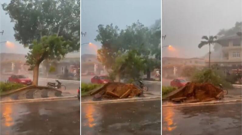 Árvore cai durante chuva em Minas