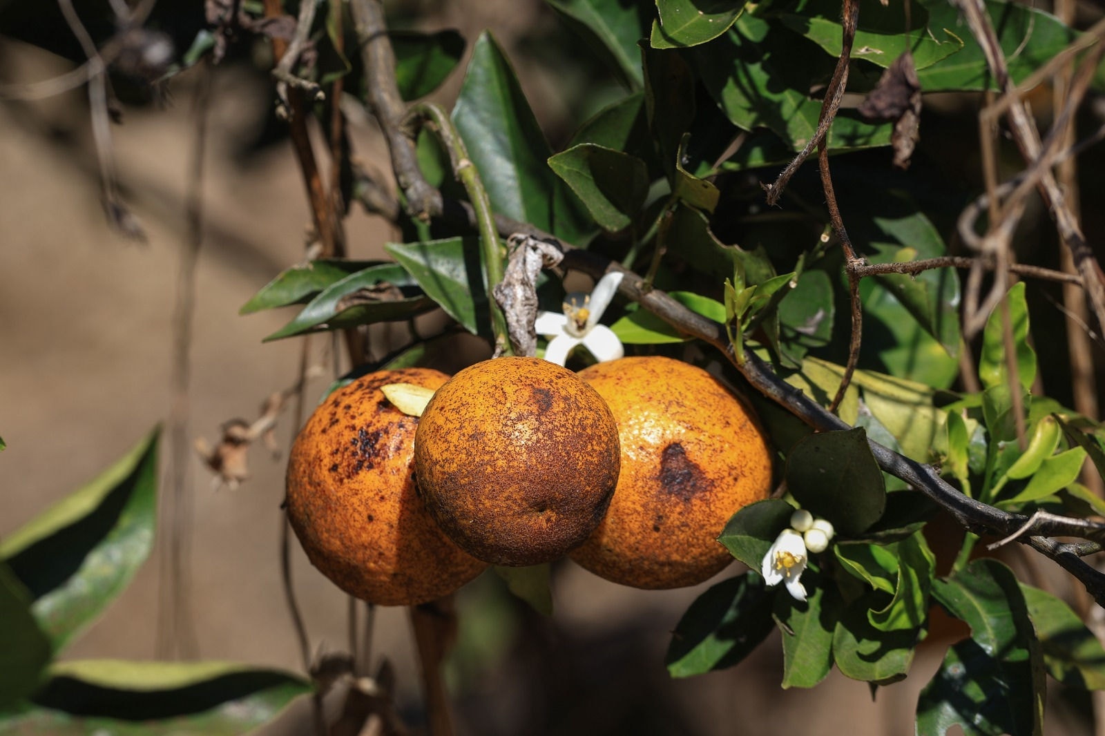 Mexericas e outras frutas cítricas tem sofrido com pragas diversas