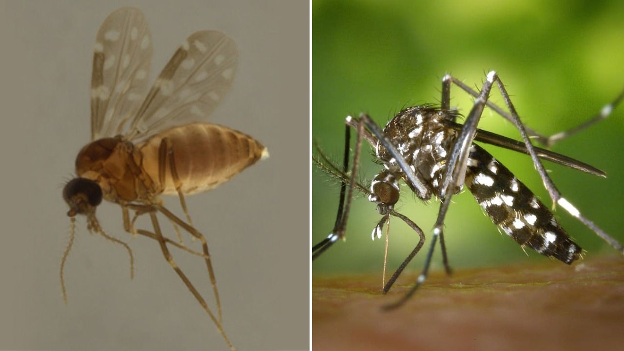 À esquerda, mosquito maruim, transmissor da febre oropouche; à direita, Aedes aegypti, vetor da dengue 