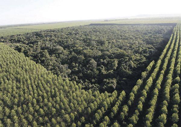 Florestas A Ebflora já tem quatro fazendas com plantações de eucalipto e teca; ideia é expandir para as regiões Norte e Central de MG