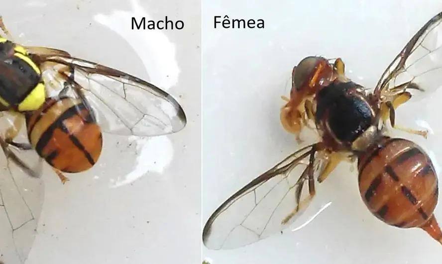'Mosca maldita': 3 estados brasileiros decretam emergência fitossanitária