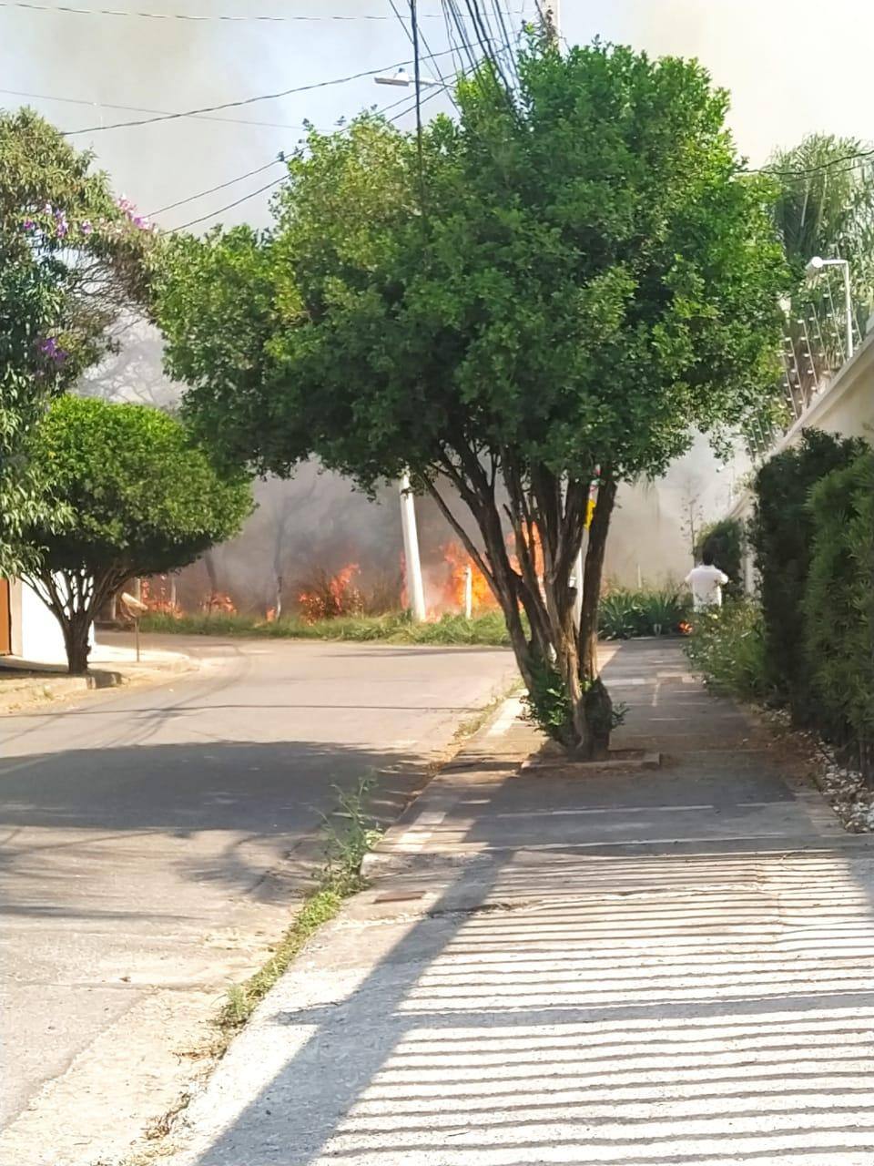 Em Betim incêndio atingiu mata