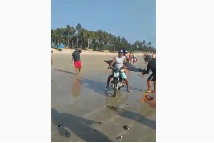 Equipe de biólogos e veterinários foram ao local, mas não conseguiram encontrar mais os golfinhos