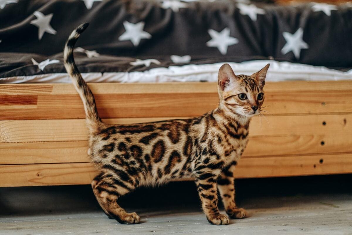 Gatos da raça savannah são um dos mais caros do mundo