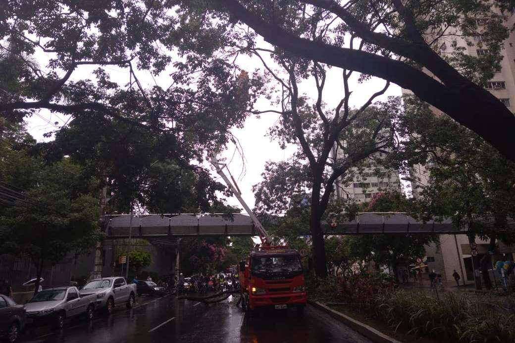 Árvore caiu na avenida do contorno, em Belo Horizonte