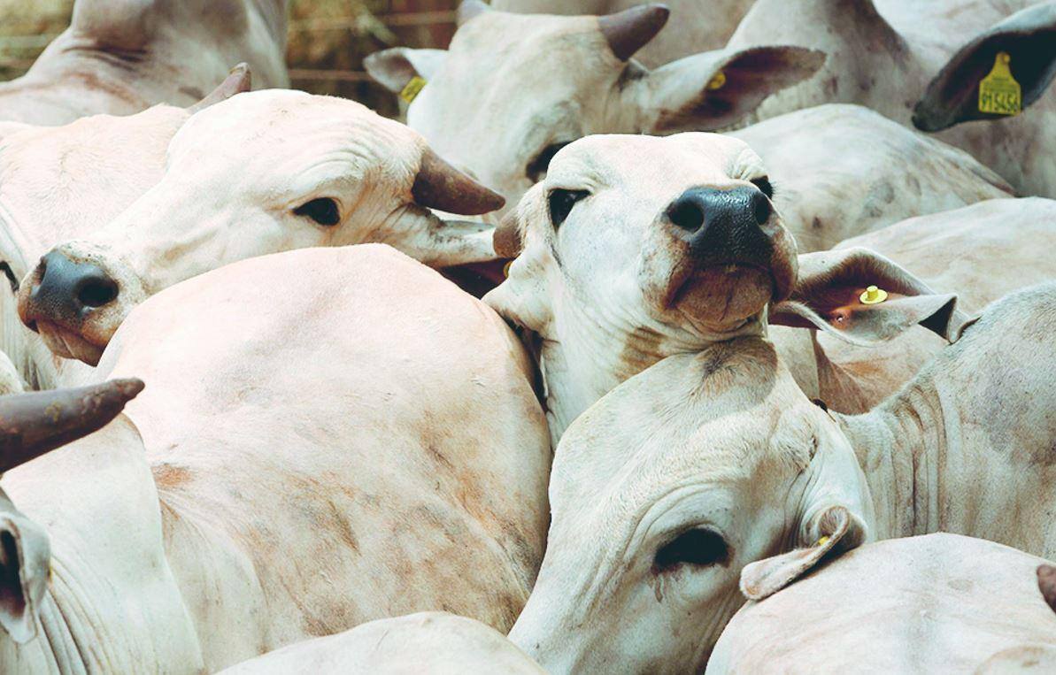 A exportação da carne bovina brasileira pode chegar a um patamar recorde em 2019