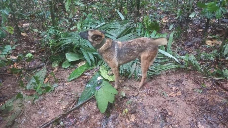 Cachorro ajudou a encontrar as 4 crianças na Colômbia