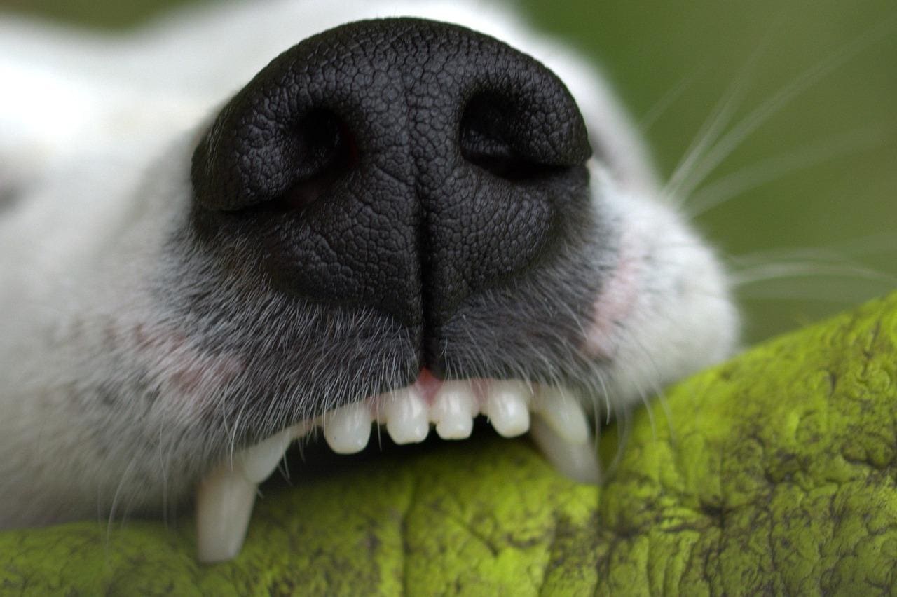 Imagem ilustrativa de uma mordida de cachorro