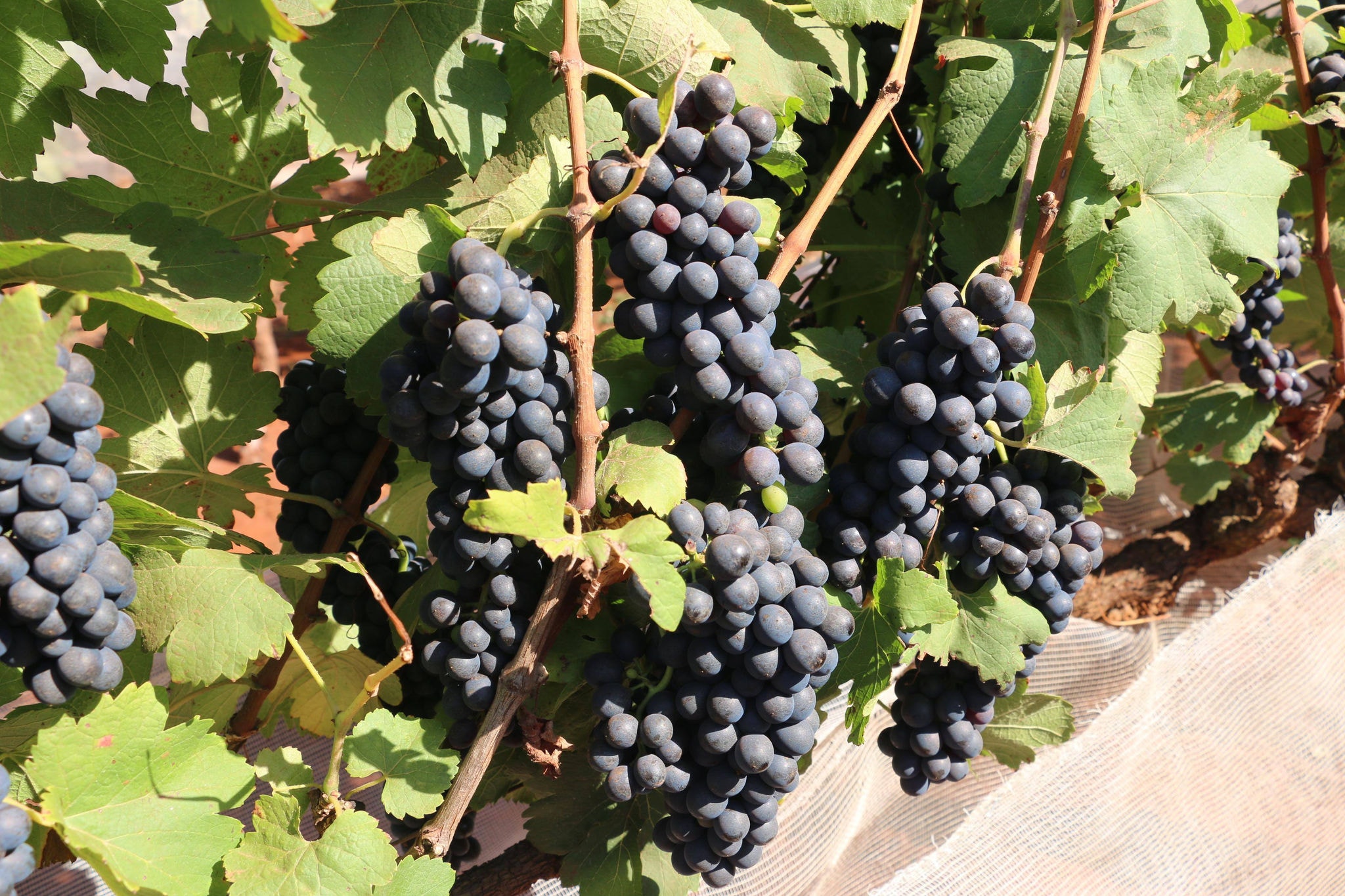 uvas parreira vinhedo sul de minas