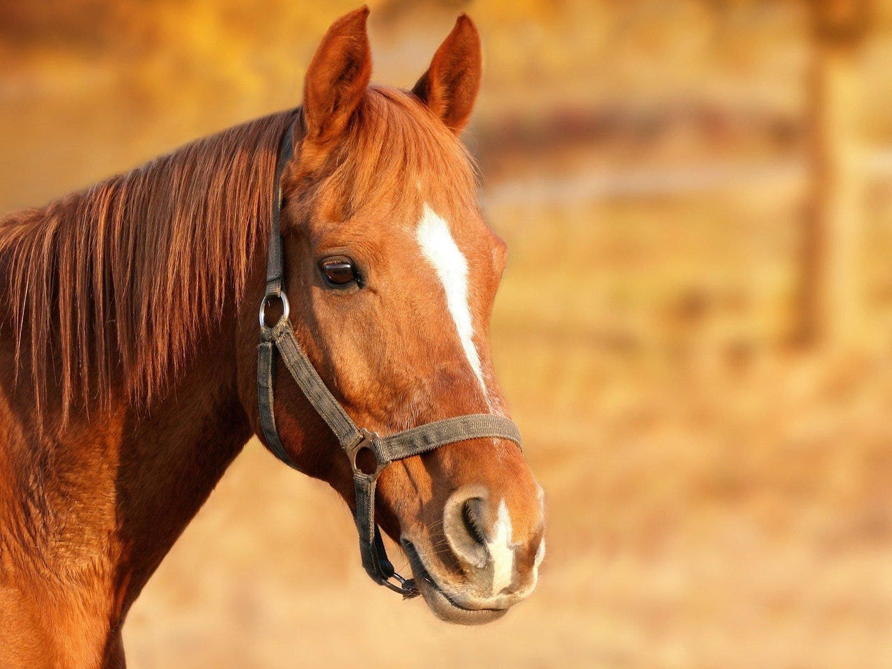 Acidente com cavalo foi registrado na zona rural de Divinópolis (IMAGEM ILUSTRATIVA)