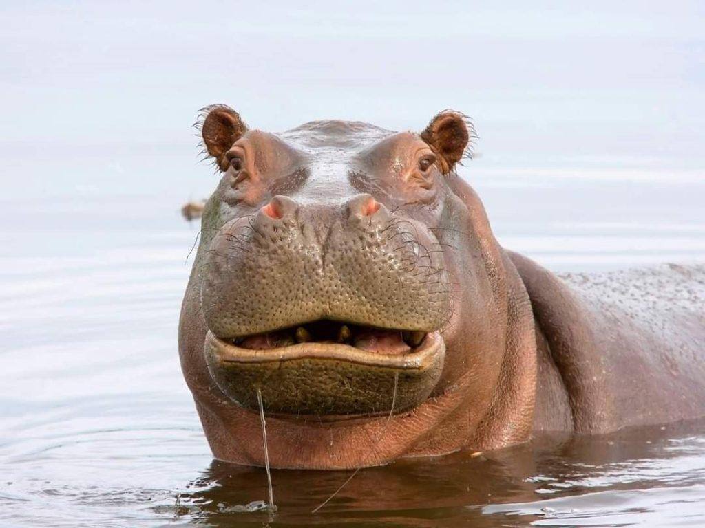 Menino de 2 anos sobrevive a ataque de hipopótamo em Uganda