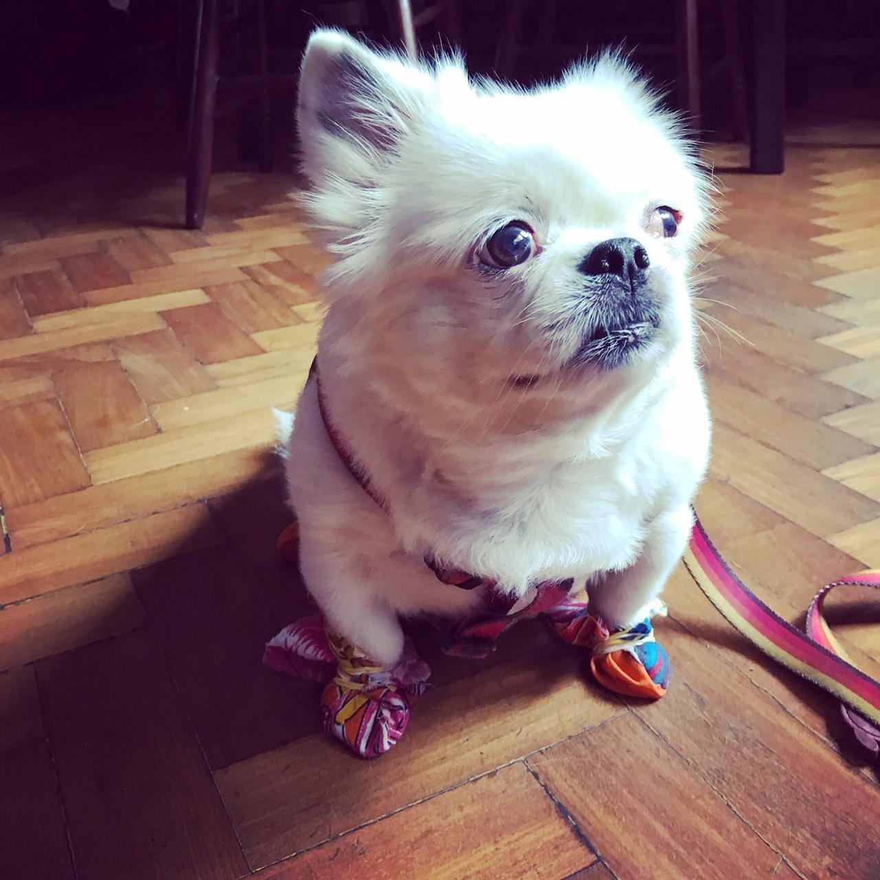 Conhecida no meio cultural de BH, Georginha agora passatempo com sua tutora, Ângela Azevedo, em passeios nos quais tomam todos cuidados A cachorrinha usa, por exemplo, sapatinhos, que são deixados do lado de fora da casa ao retornarem