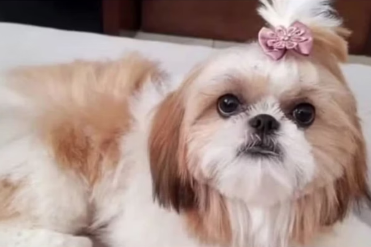 O objetivo da perícia é determinar se o animal também foi envenenado