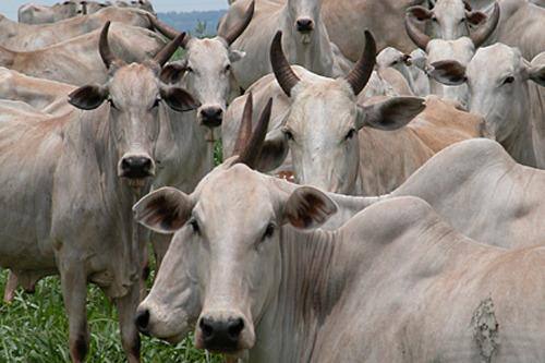Área destinada à alimentação de gado está contaminada com césio radioativo