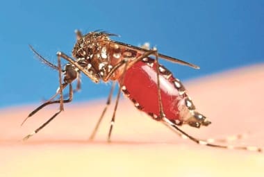 dengue