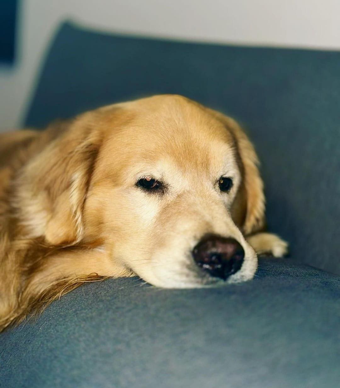 Joca, o cão que morreu em voo da Gol