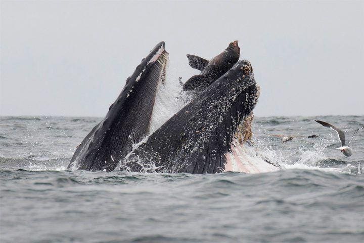 Fotógrafo flagra uma baleia-jubarte abocanhando, acidentalmente, um leão-marinho na costa da Califórnia