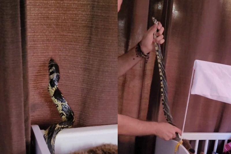 Cobra dentro de berço