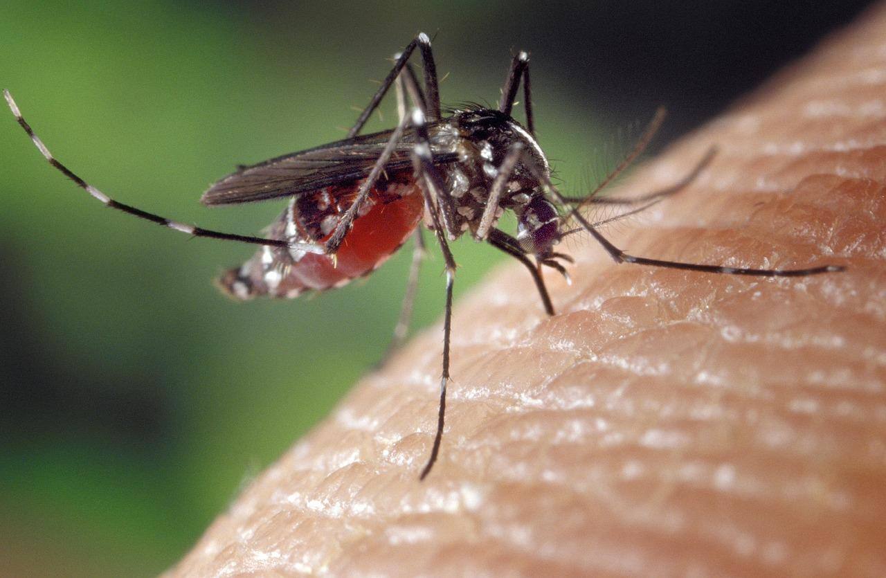 Mosquito Aedes é o transmissor da dengue