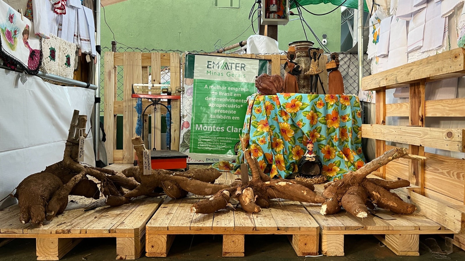 Competição de mandiocas é realizado pela Emater-MG