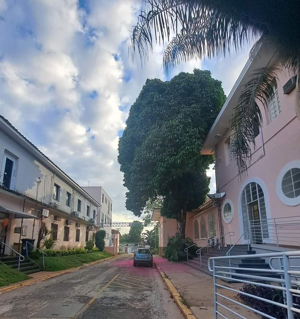 Essa árvore e outras irmãs não existem mais na Funed