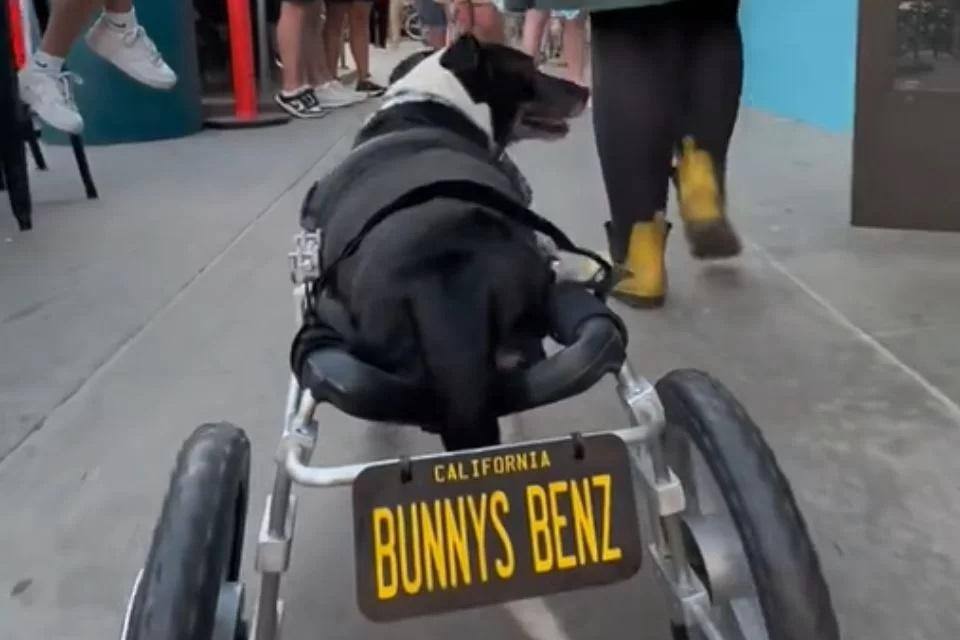 A cadeira de rodas foi feita sob medida para atender às necessidades da cadela. O modelo ainda contou com uma placa para imitar um carro