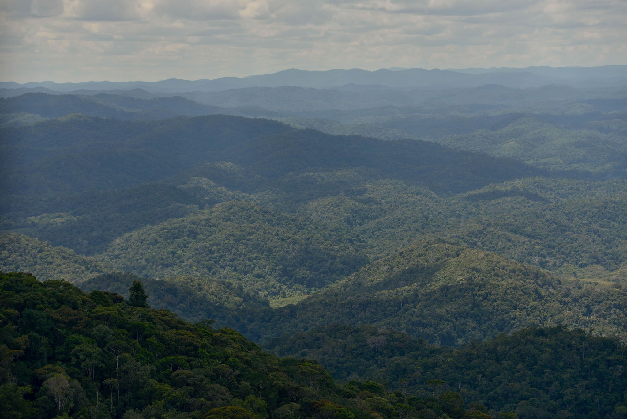 Imagem da Floresta Amazônica. Foto: Fred Magno / O Tempo