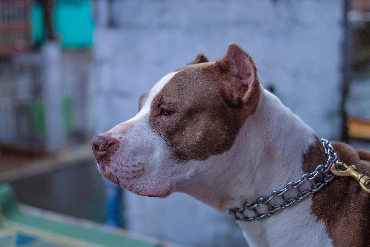 Imagem ilustrativa de um pitbull